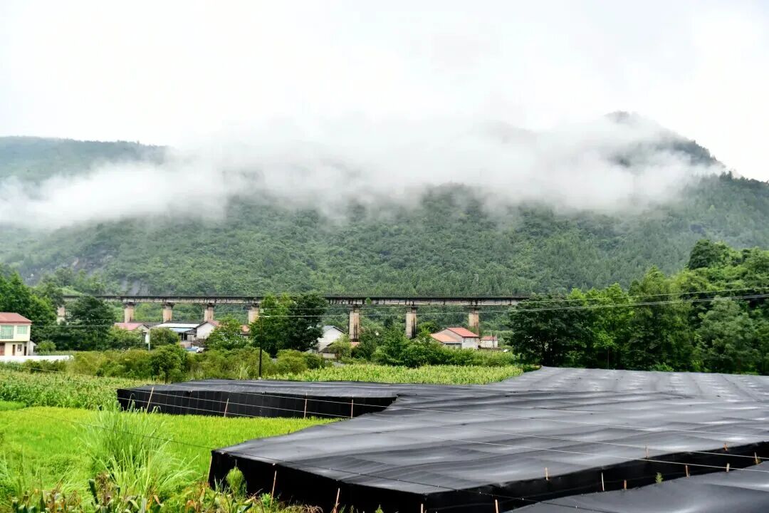 2025年新澳门精准免费大全