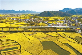 2025年新澳门精准免费大全